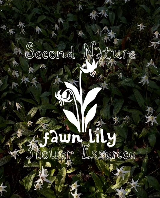 Second Nature Fawn Lily Essence